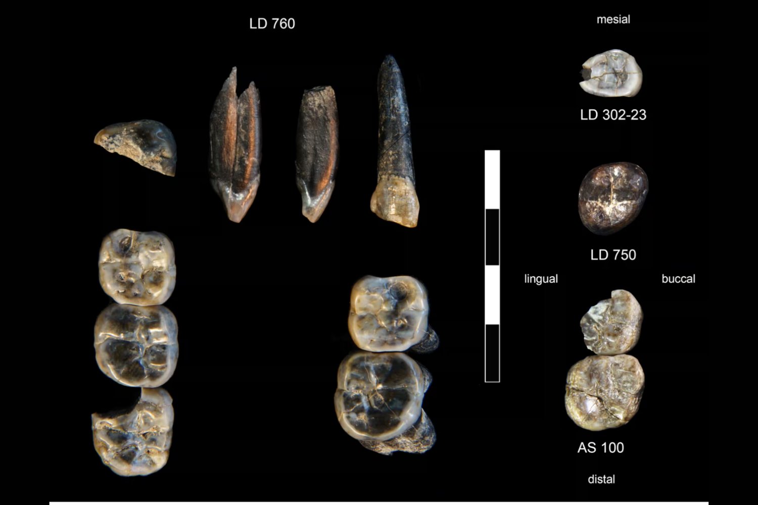 En el valle donde nació la humanidad: el hallazgo que reabre el debate sobre nuestros orígenes
