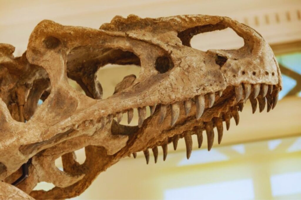El fósil que desafía la historia de los dinosaurios y cambia lo que creíamos saber