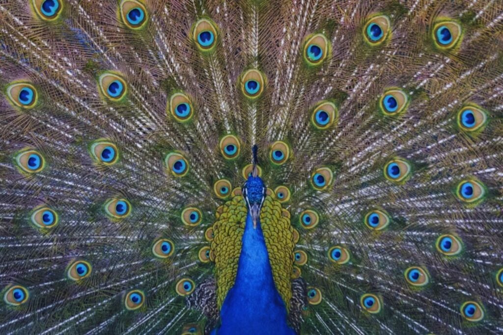 Cuando la luz canta: el experimento que convirtió plumas de pavo real en emisores láser