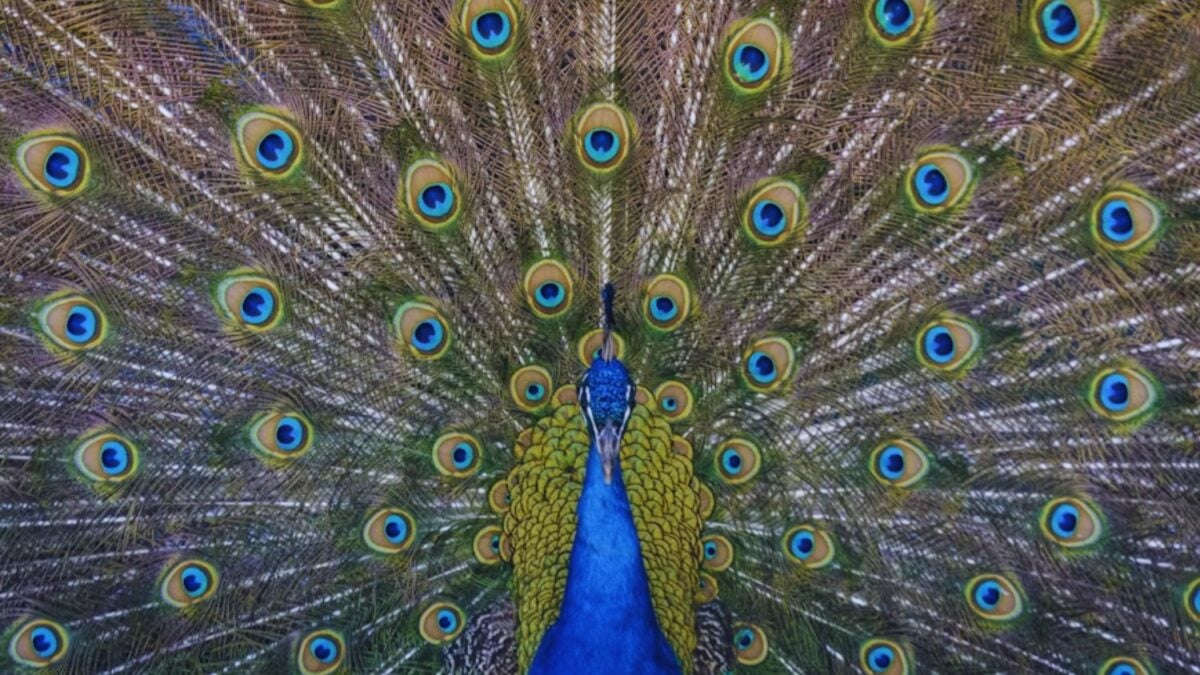 Nadie esperaba que una pluma de pavo real pudiera hacer esto. Pero un experimento acaba de convertirla en algo muy parecido a un pequeño láser natural