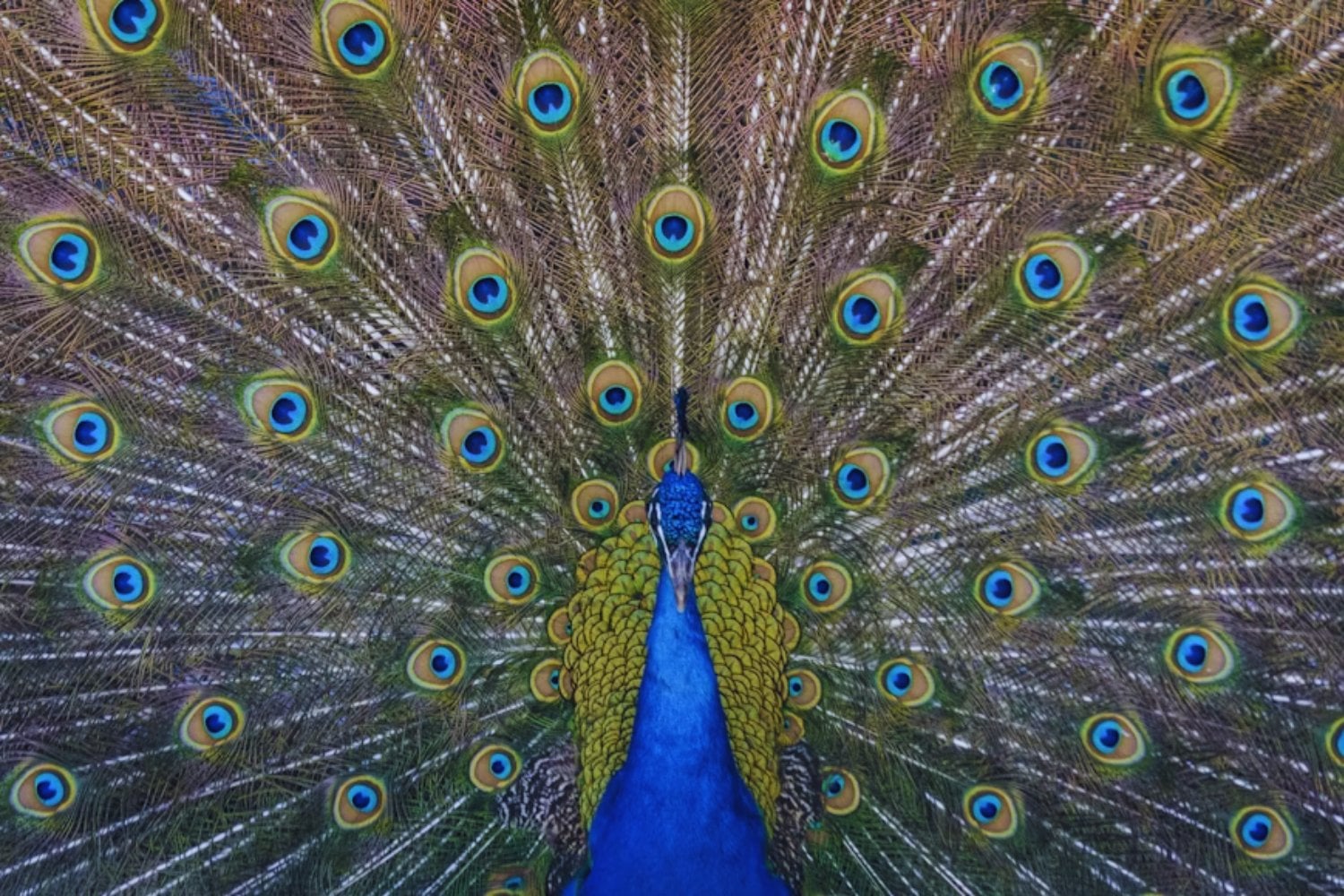 Cuando la luz canta: el experimento que convirtió plumas de pavo real en emisores láser