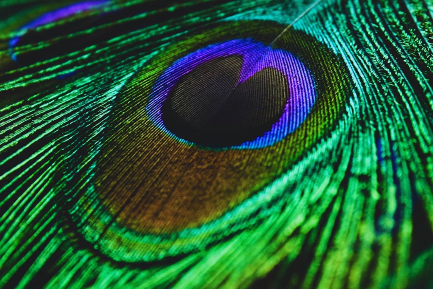 Cuando la luz canta: el experimento que convirtió plumas de pavo real en emisores láser