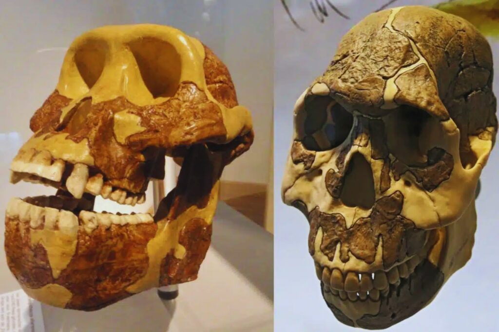 El día que la dieta desafió a la evolución: los dientes que llegaron después