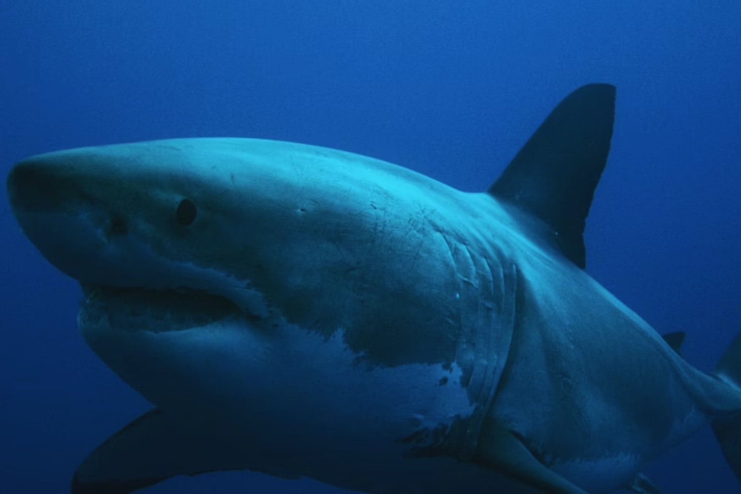 El enigma genético del gran tiburón blanco que rompe las reglas de la biología