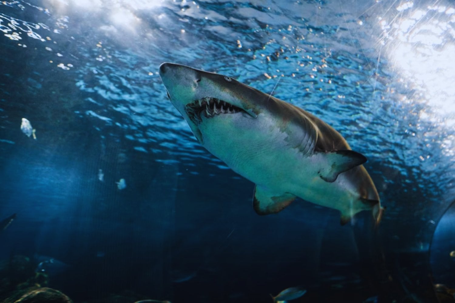 El enigma genético del gran tiburón blanco que rompe las reglas de la biología