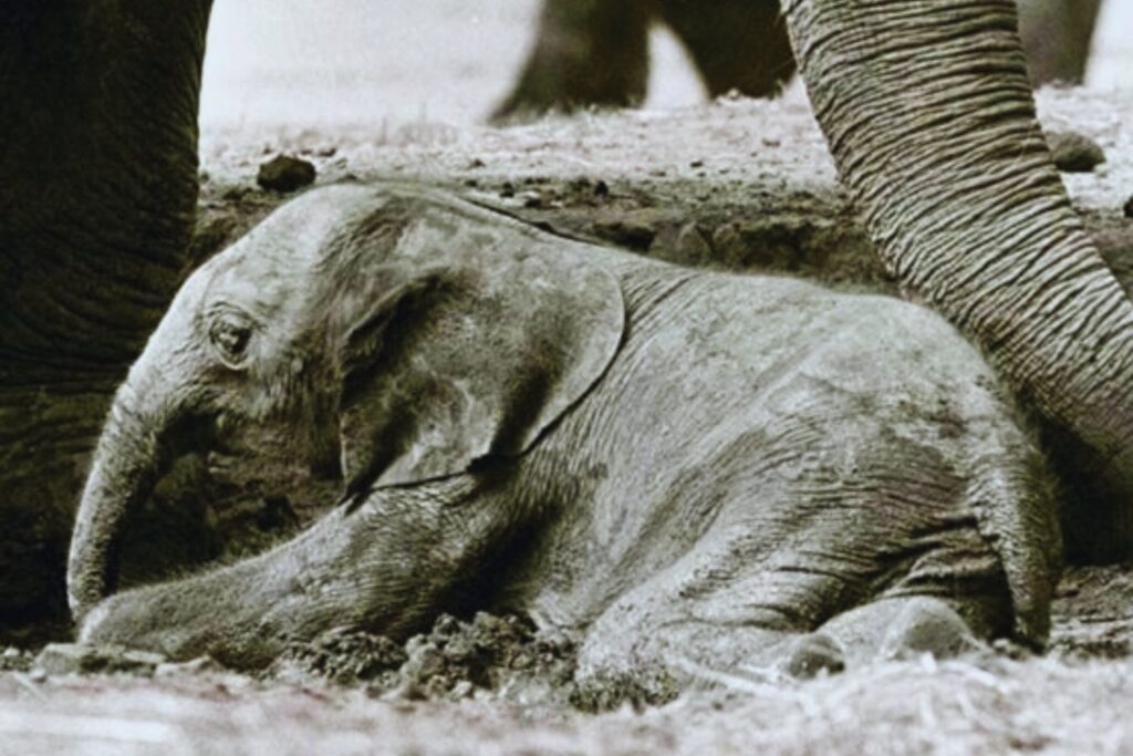 El misterio de Motty: el elefante que nunca debió existir y cambió lo que sabíamos de la naturaleza