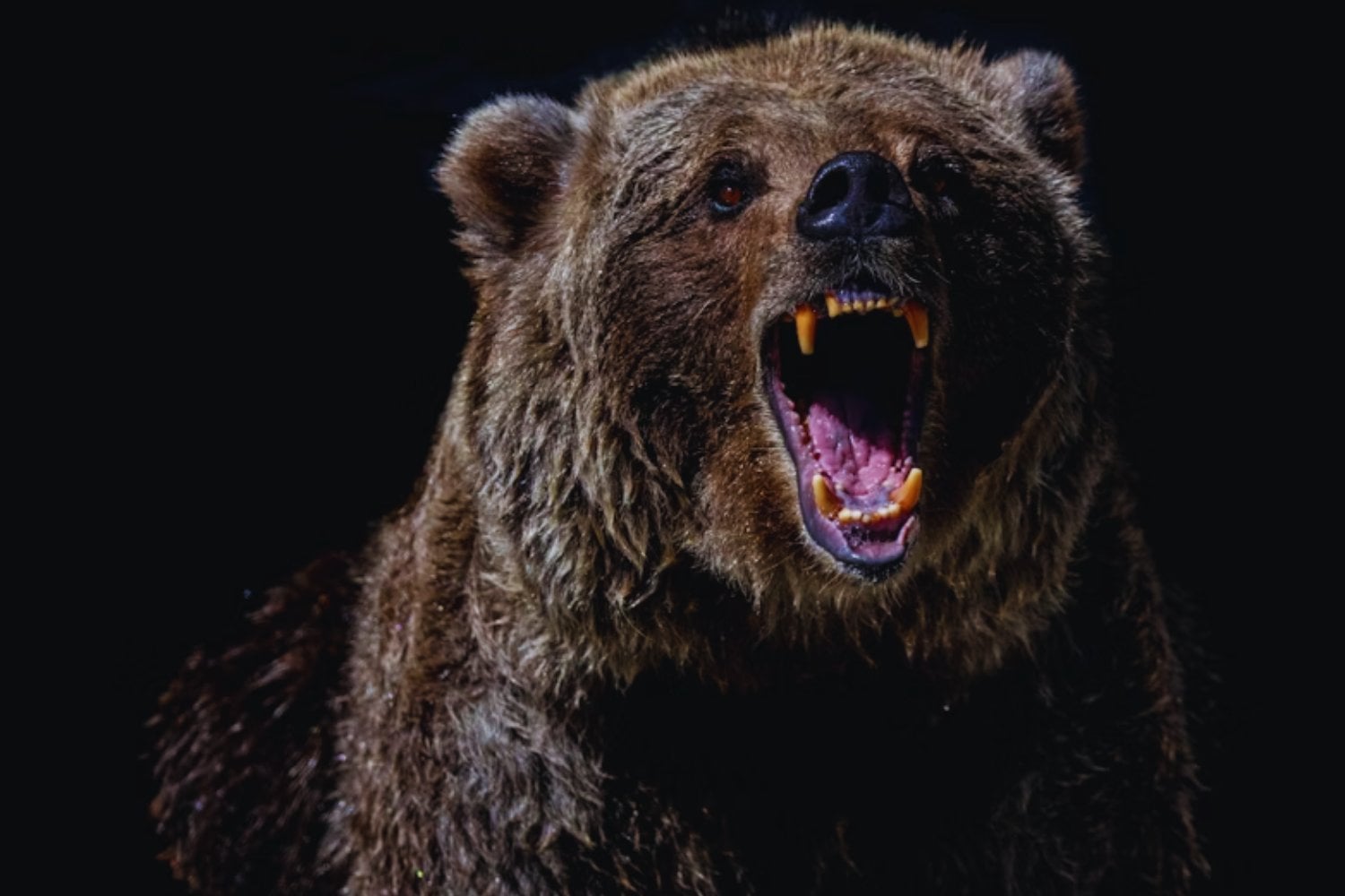 El regreso del oso olvidado: cómo Mesopotamia lo convirtió en símbolo y leyenda