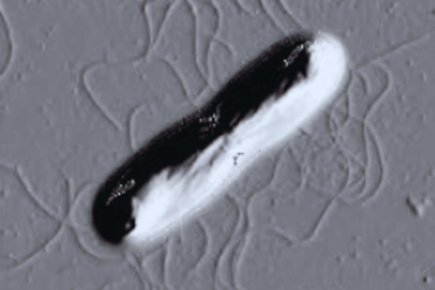 El misterioso caleidoscopio bacteriano que revela secretos del comportamiento colectivo