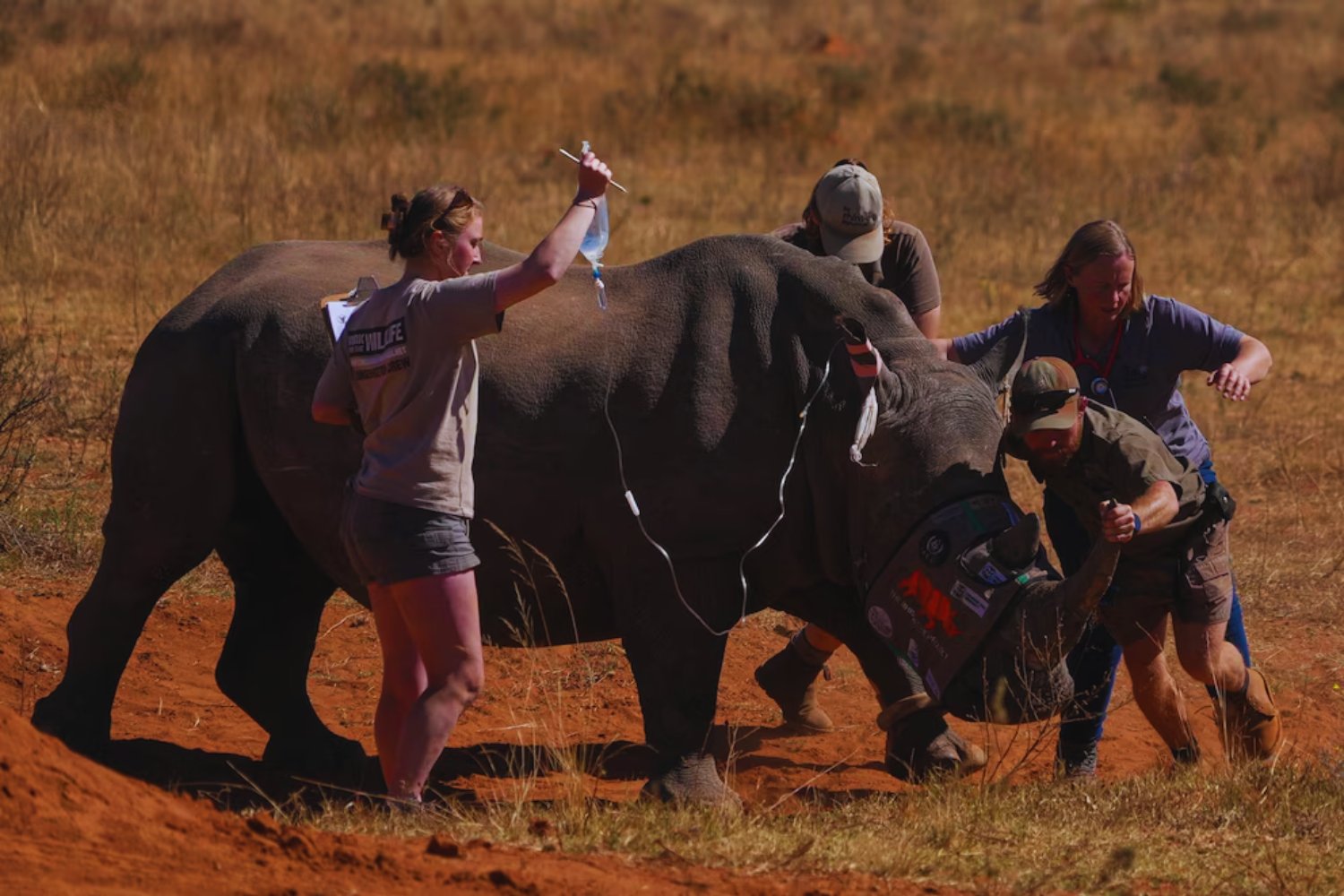 Una apuesta inesperada: el plan radiactivo de Sudáfrica para salvar a sus rinocerontes