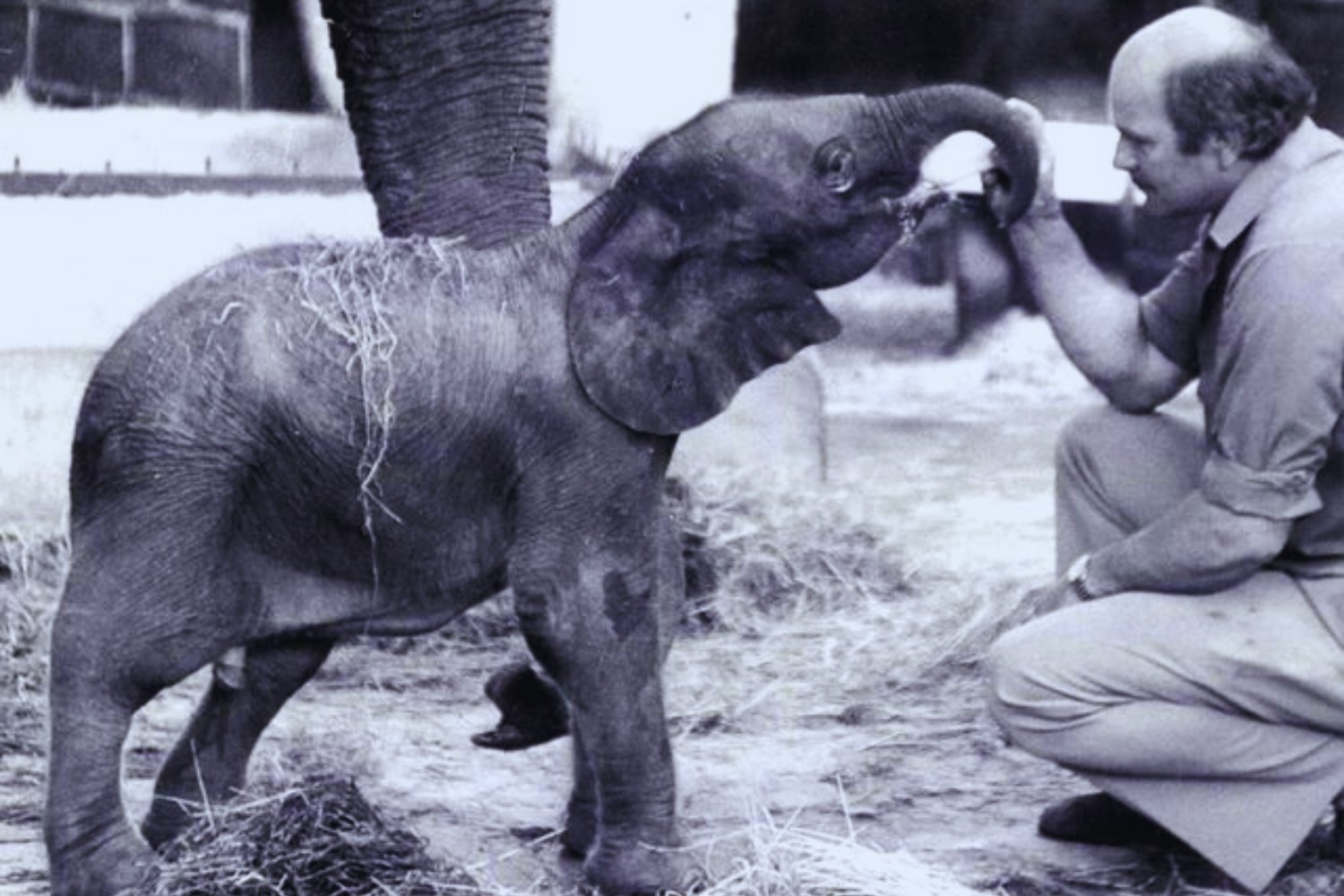 El misterio de Motty: el elefante que nunca debió existir y cambió lo que sabíamos de la naturaleza