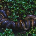 Eunectes akayima: la anaconda que rompe récords y cambia la historia de las serpientes gigantes