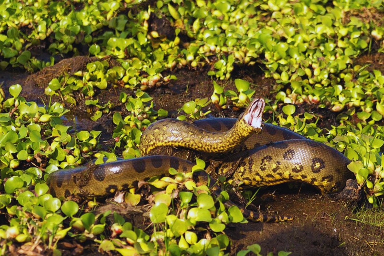Eunectes akayima: la anaconda que rompe récords y cambia la historia de las serpientes gigantes