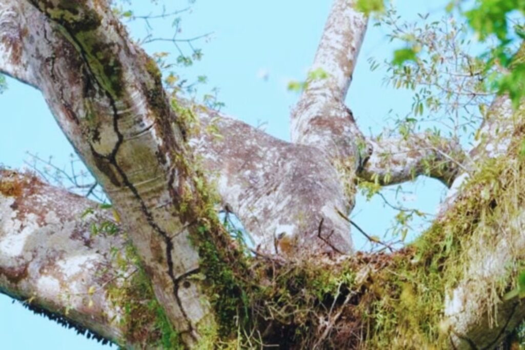 El águila harpía regresa a Argentina: el hallazgo que renueva la esperanza en la selva