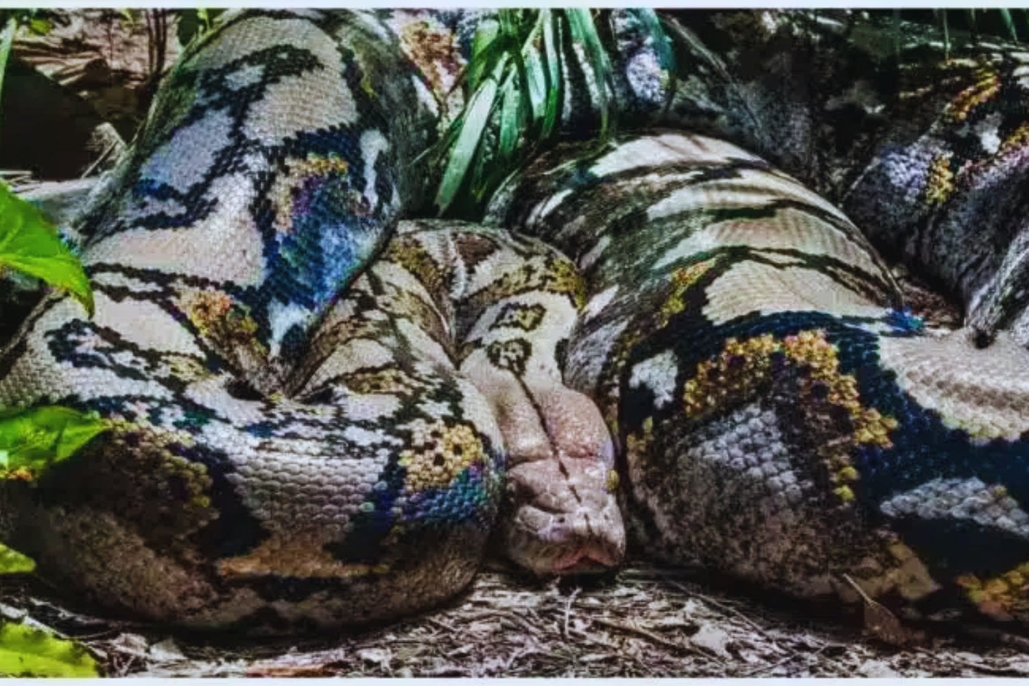 Eunectes akayima: la anaconda que rompe récords y cambia la historia de las serpientes gigantes