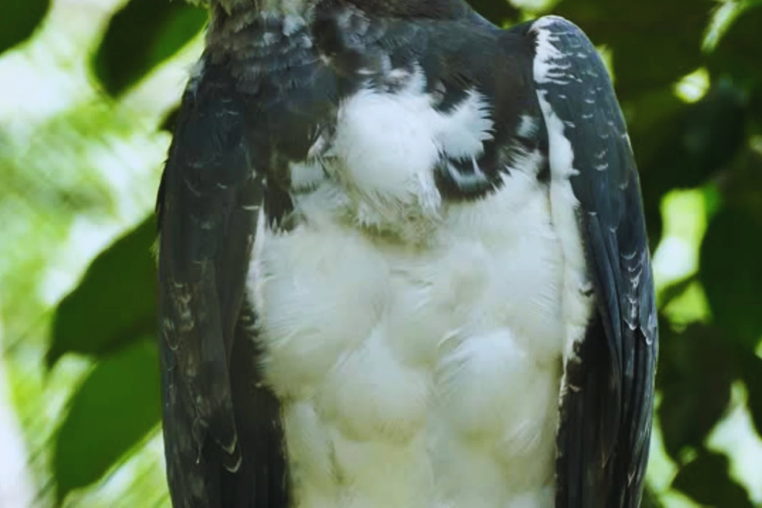 El águila harpía regresa a Argentina: el hallazgo que renueva la esperanza en la selva