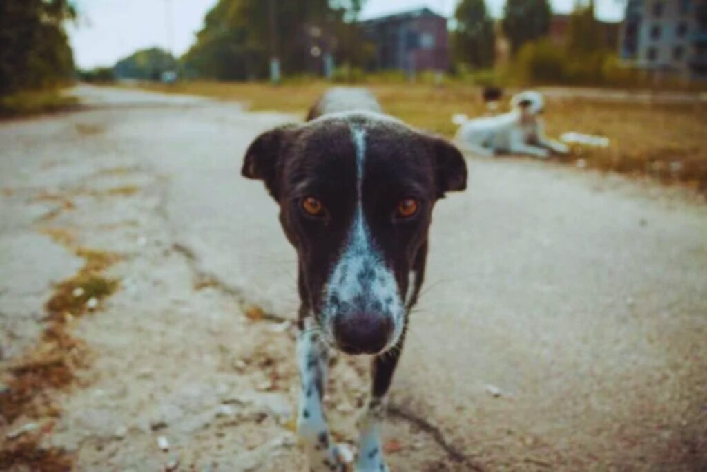 Cuando un perro deja de ser solo un perro: el enigma evolutivo que emerge en Chernóbil