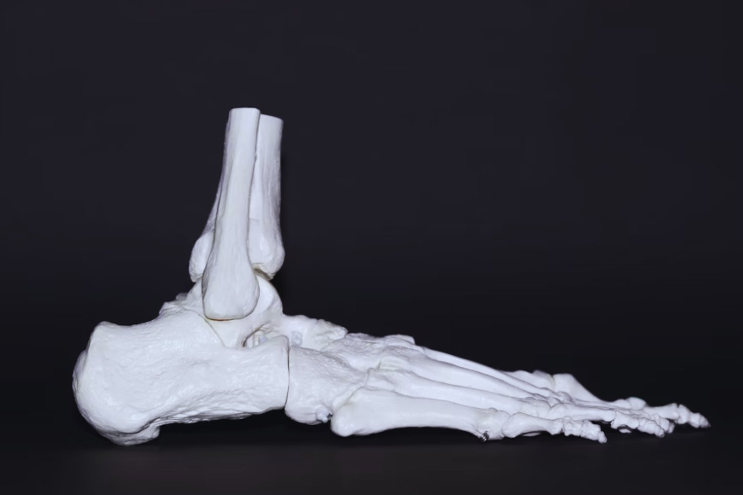 El secreto oculto en los músculos que podría cambiar la forma de reparar huesos