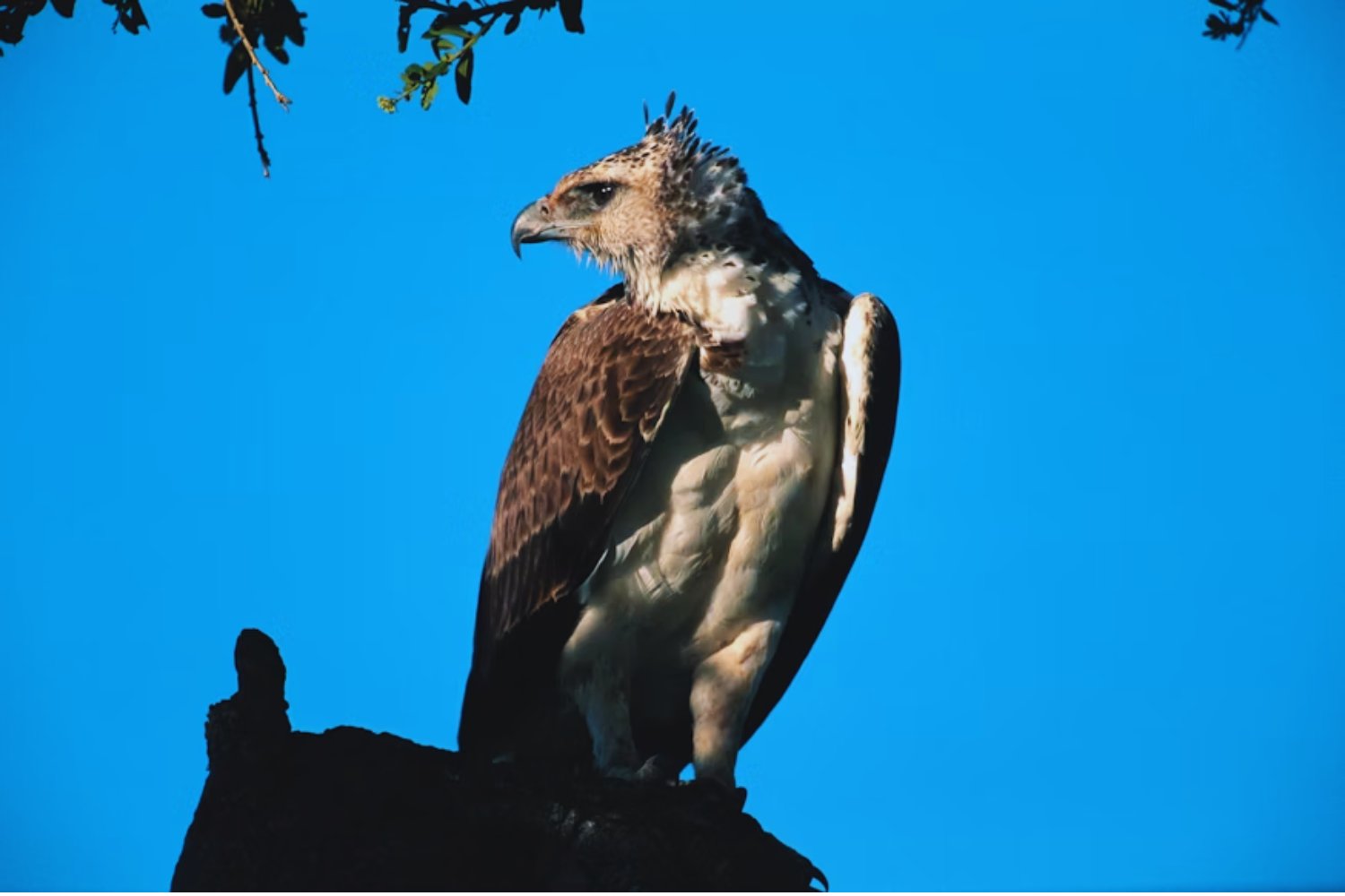 El águila harpía regresa a Argentina: el hallazgo que renueva la esperanza en la selva