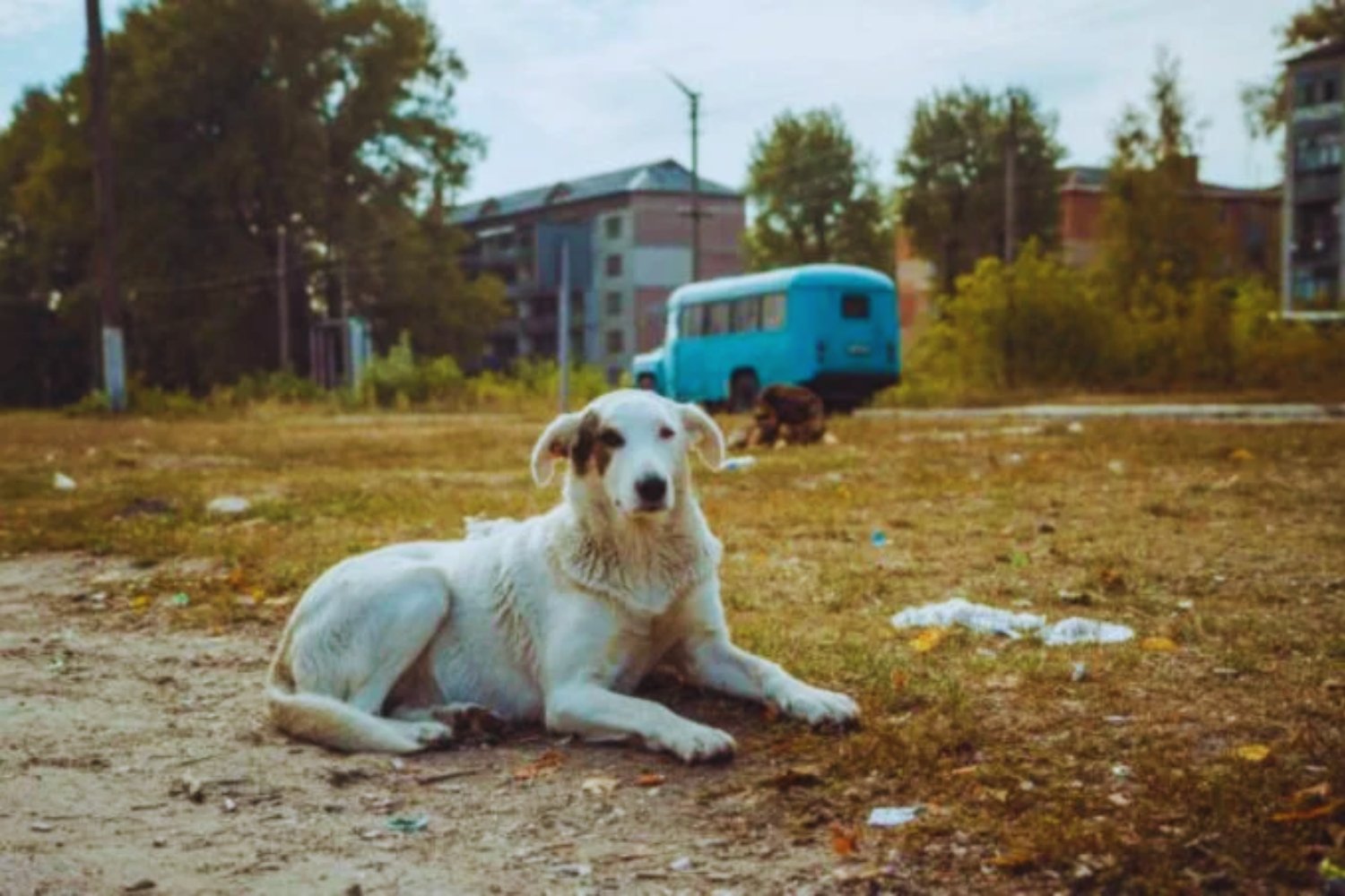 Cuando un perro deja de ser solo un perro: el enigma evolutivo que emerge en Chernóbil