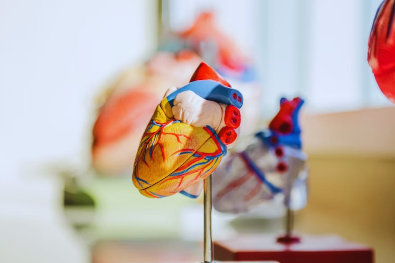 El órgano que envejece primero según la ciencia china y podría marcar el inicio del deterioro humano