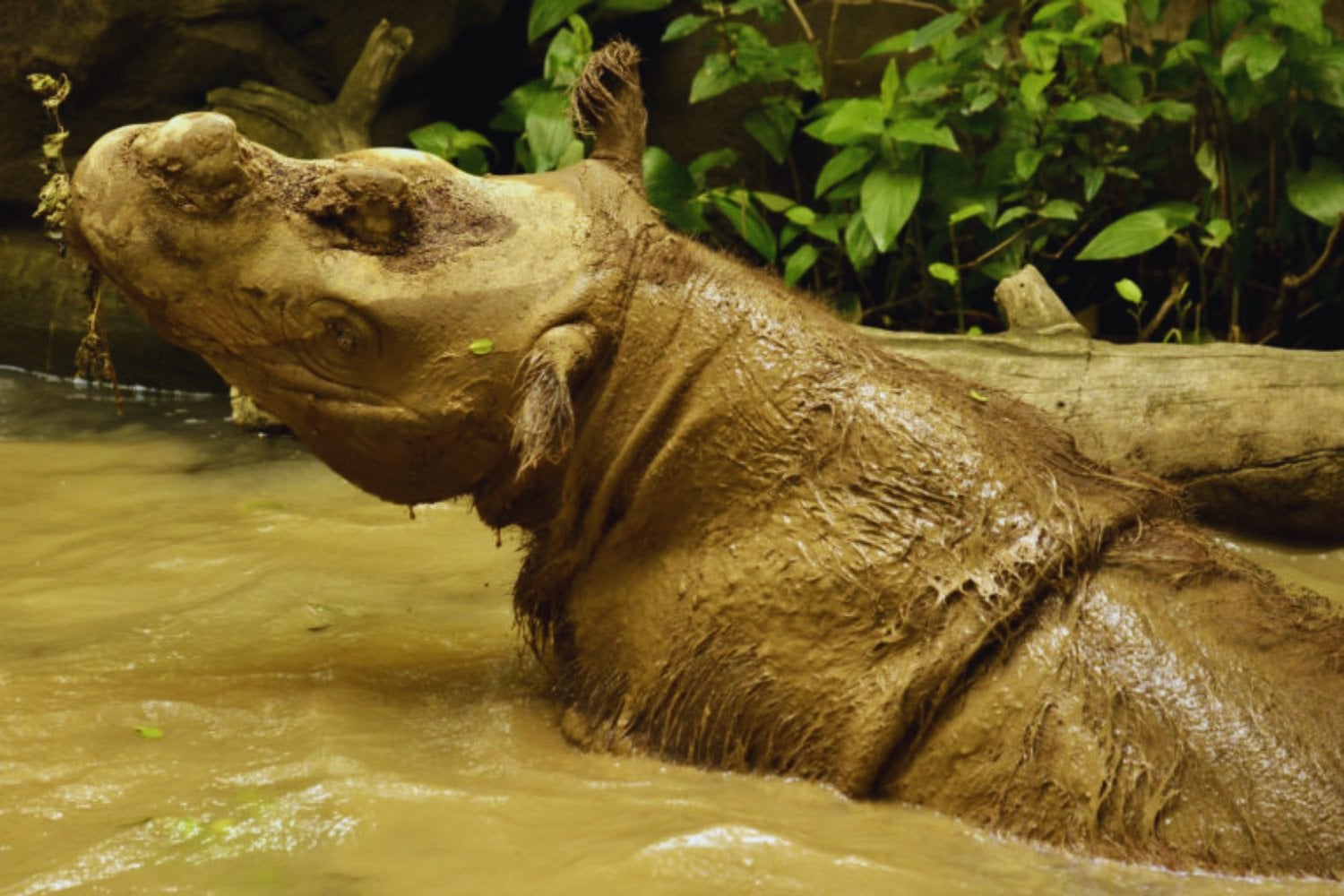 La cuenta regresiva del rinoceronte de Sumatra: un rescate casi imposible