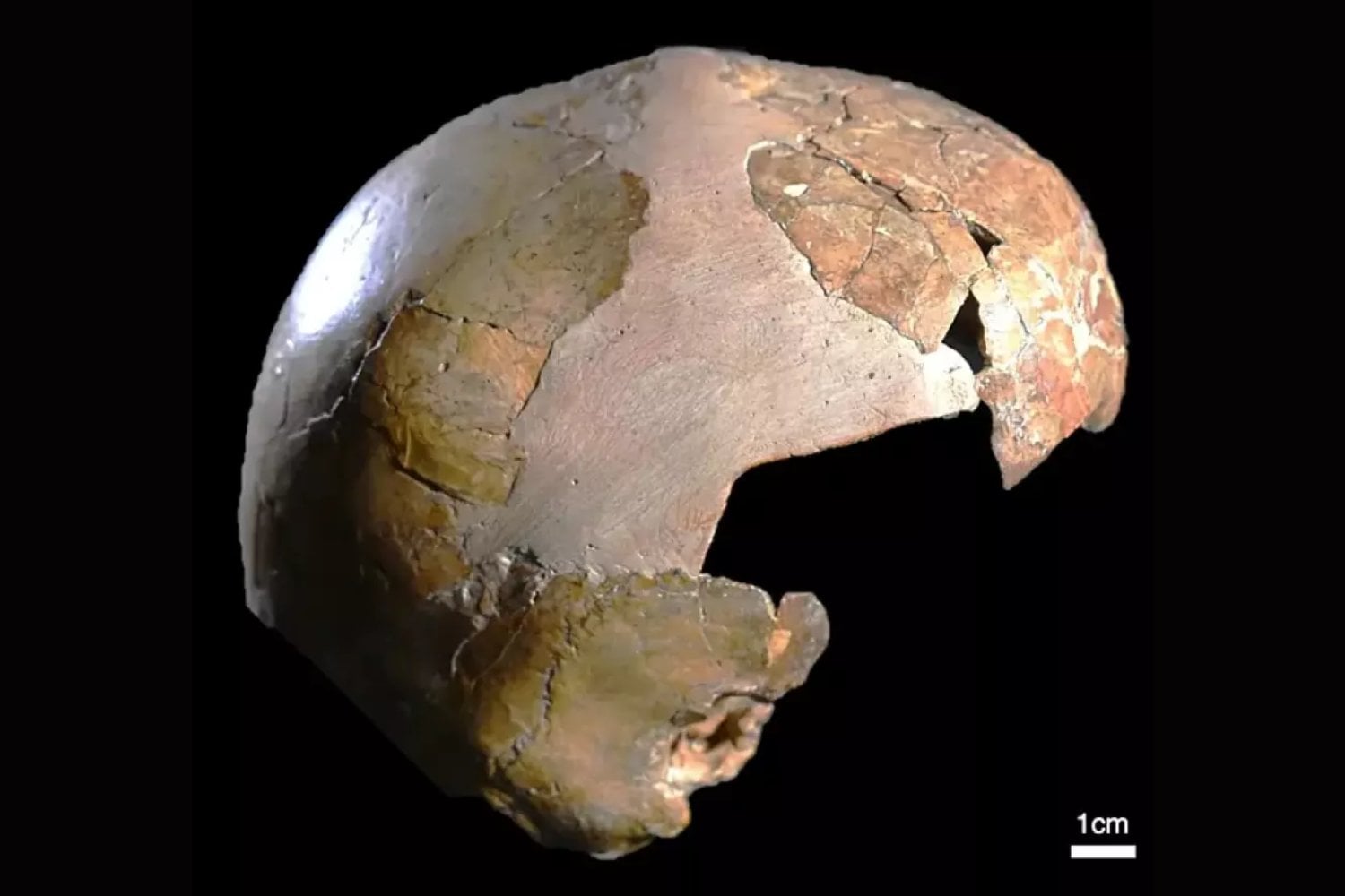 El cráneo infantil que reescribe la historia del encuentro entre sapiens y neandertales