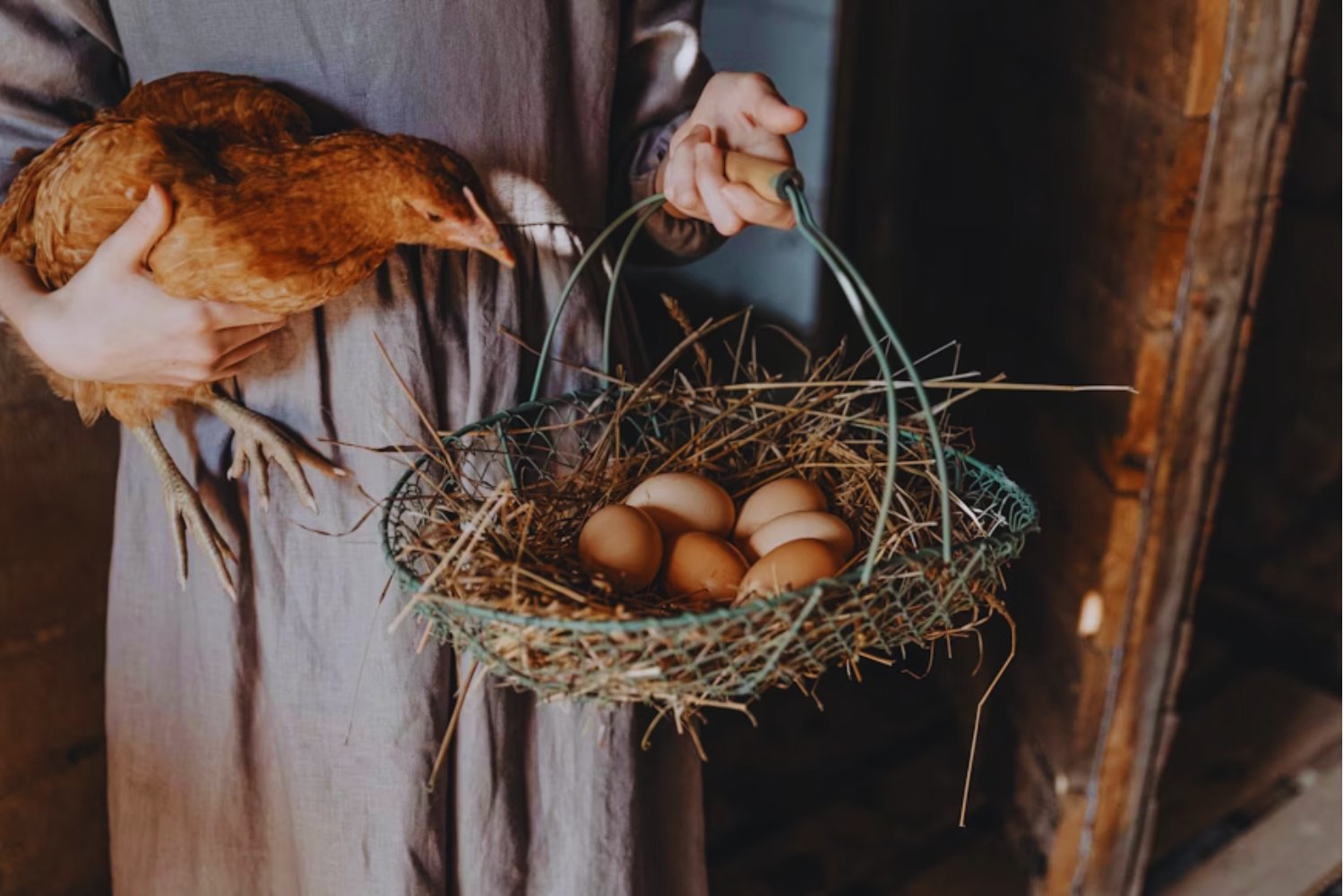 El estudio que resuelve el dilema eterno: ¿qué fue primero, el huevo o la gallina?