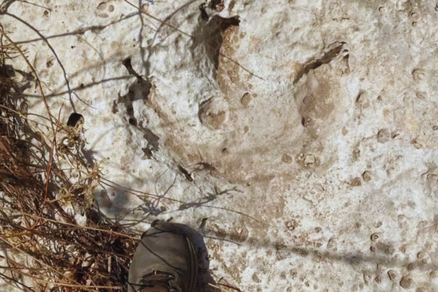 Las huellas del gigante: la tormenta que devolvió a Texas los pasos de un depredador prehistórico