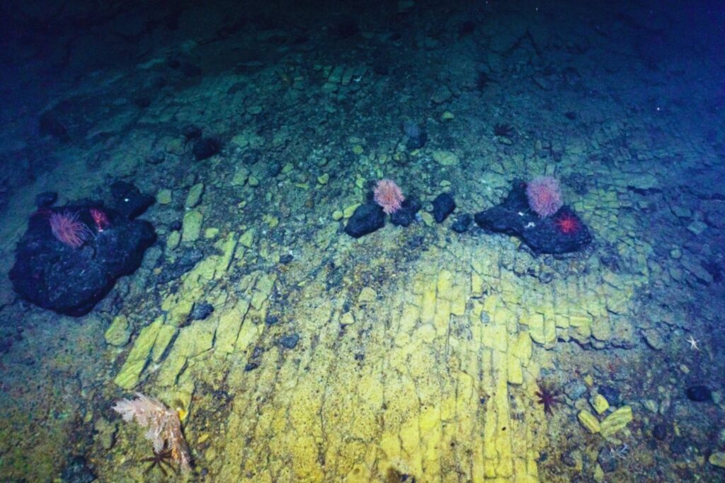 El misterioso “camino” hallado en el fondo del océano que intriga a la ciencia
