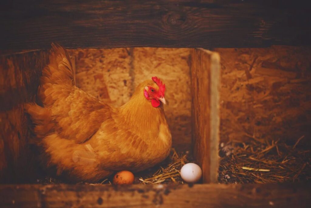 El estudio que resuelve el dilema eterno: ¿qué fue primero, el huevo o la gallina?