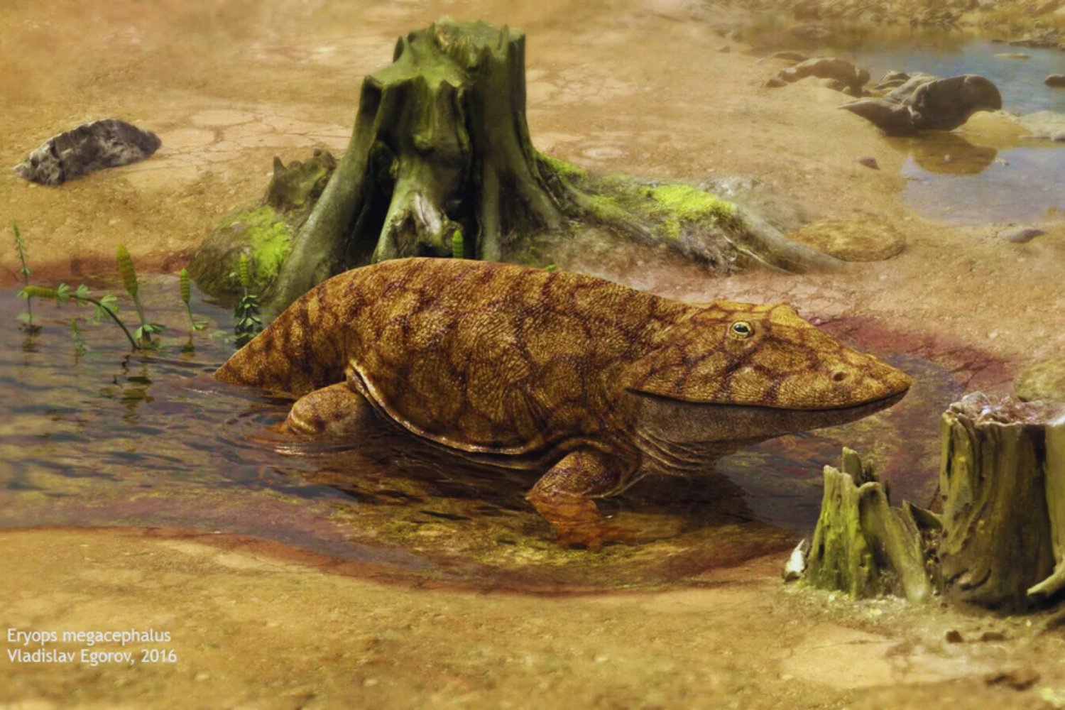 Tormenta en Texas revela el cráneo de un depredador que gobernó la Tierra mucho antes de los dinosaurios