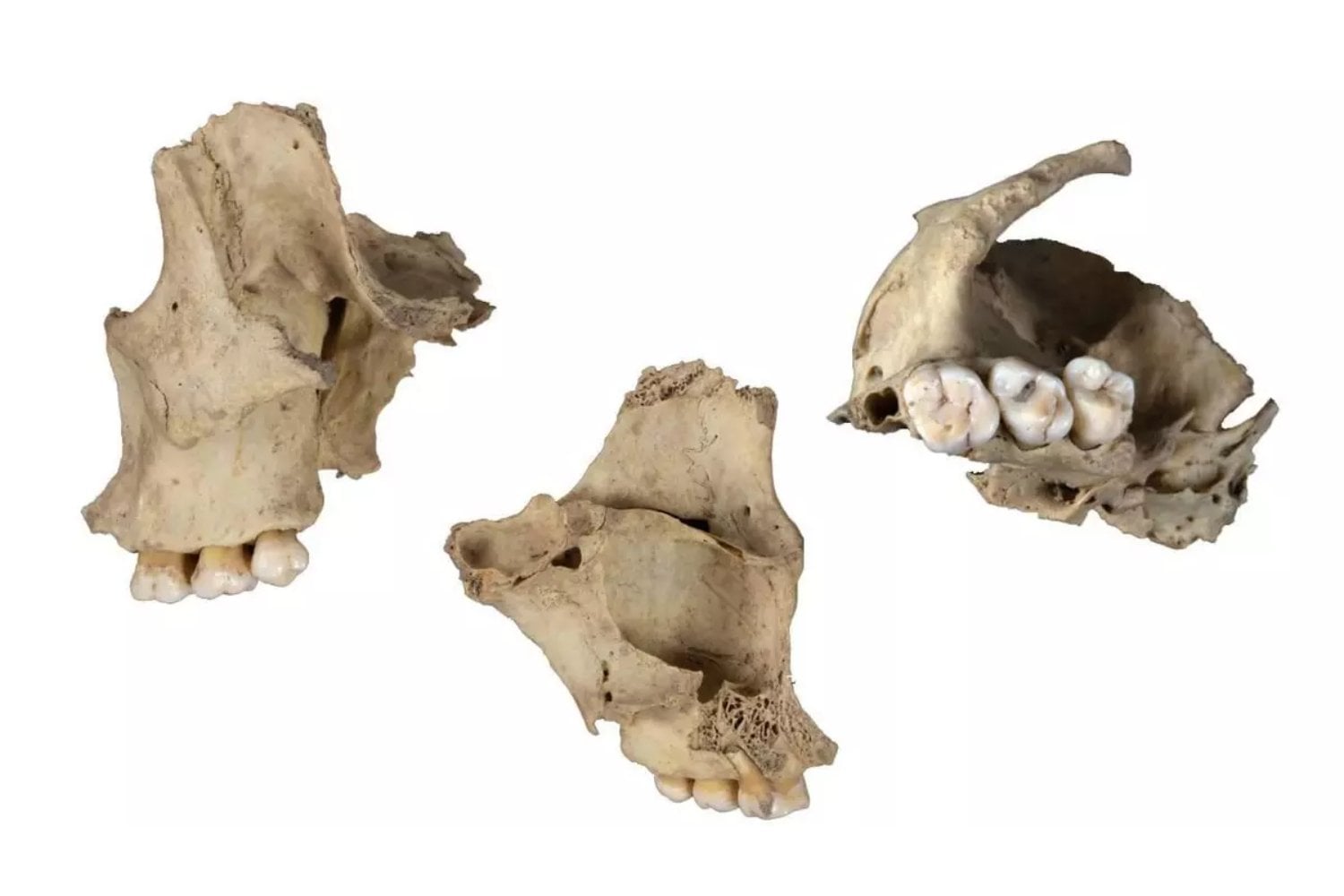 La masacre olvidada del Neolítico en Atapuerca que revela un canibalismo sistemático