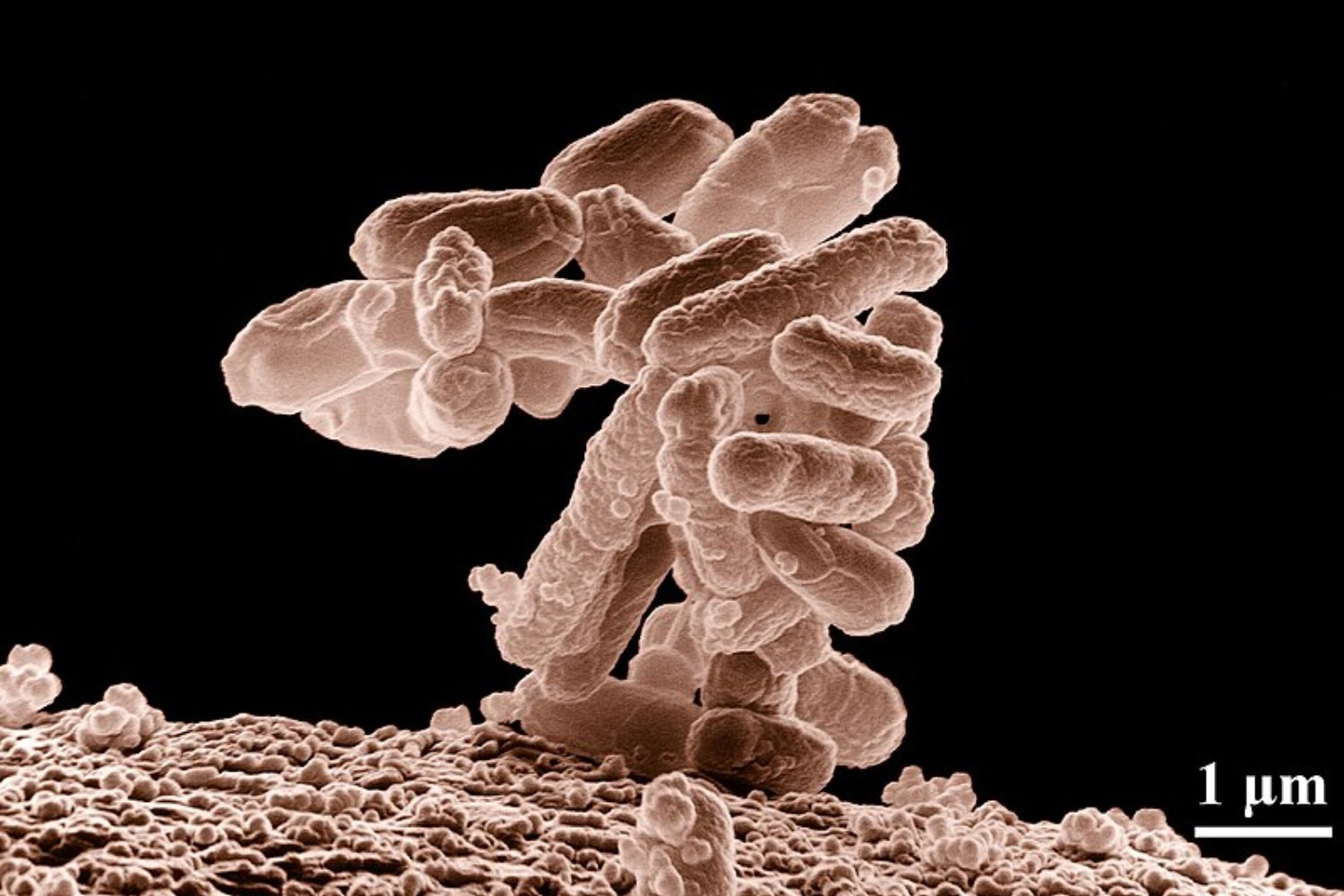 Syn57: el experimento que desafía los cimientos del código genético