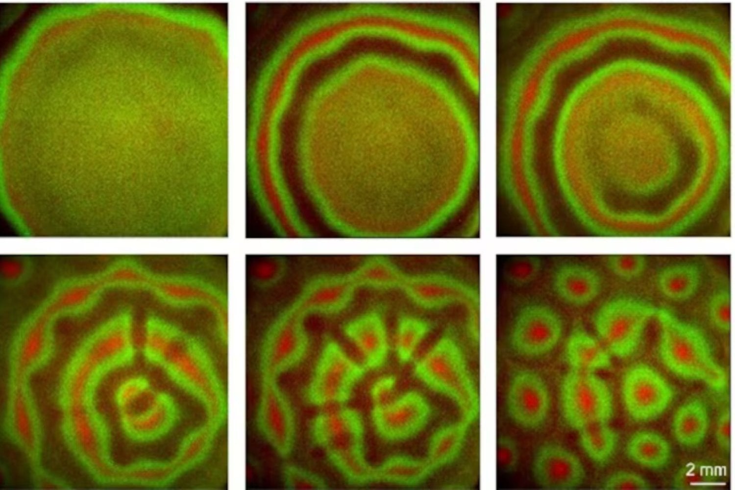 El misterioso caleidoscopio bacteriano que revela secretos del comportamiento colectivo