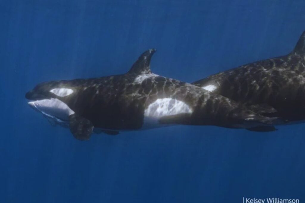 Orcas fingen ahogarse entre sí en una rara sesión de entrenamiento captada por las cámaras
