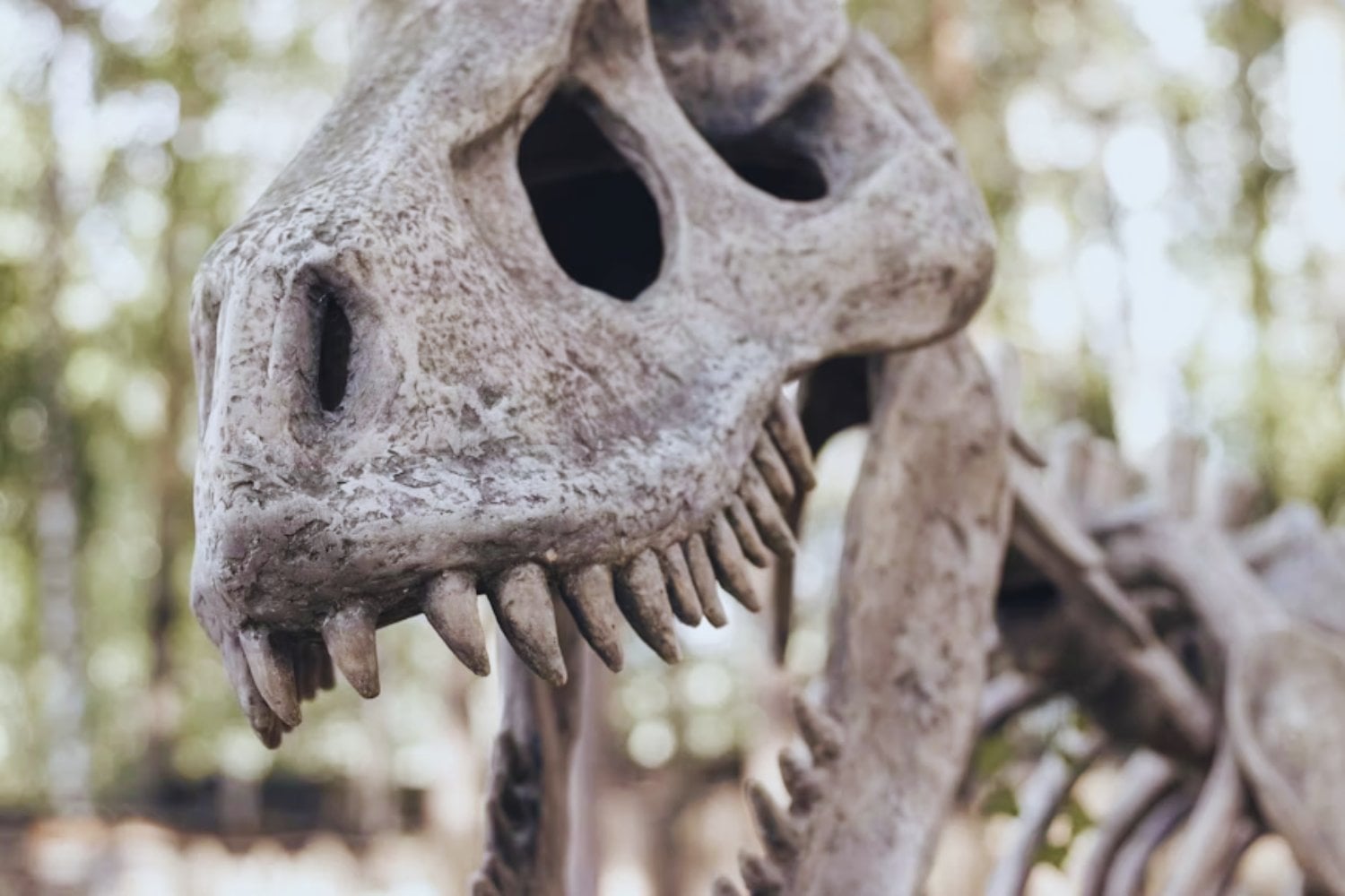 Los dientes fósiles que revelan un clima desconocido en la era de los dinosaurios