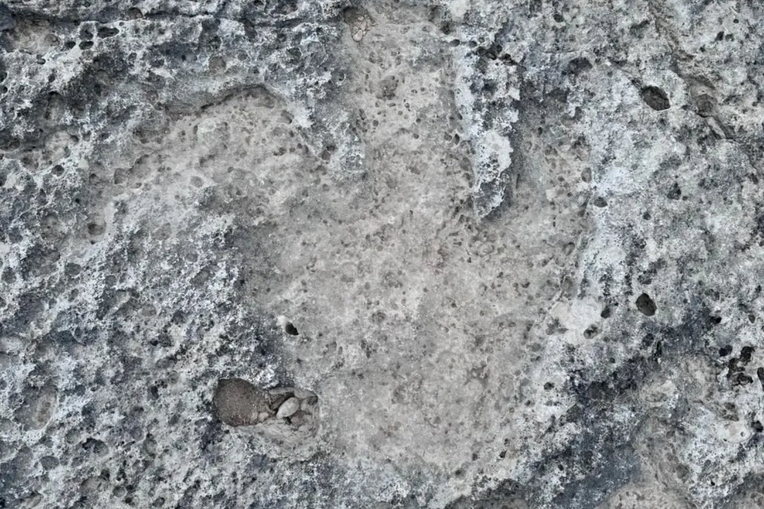 Las huellas del gigante: la tormenta que devolvió a Texas los pasos de un depredador prehistórico