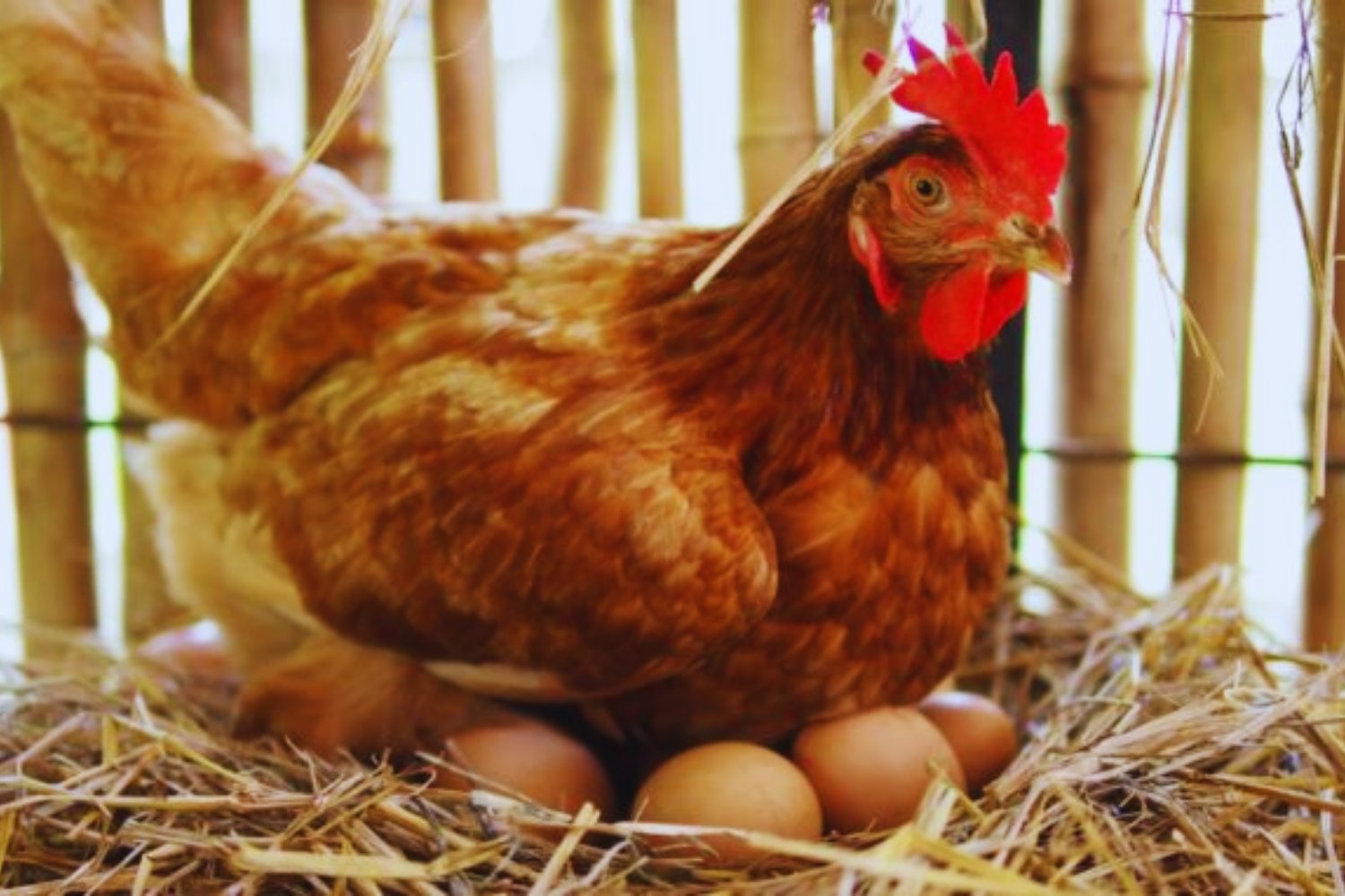 El estudio que resuelve el dilema eterno: ¿qué fue primero, el huevo o la gallina?