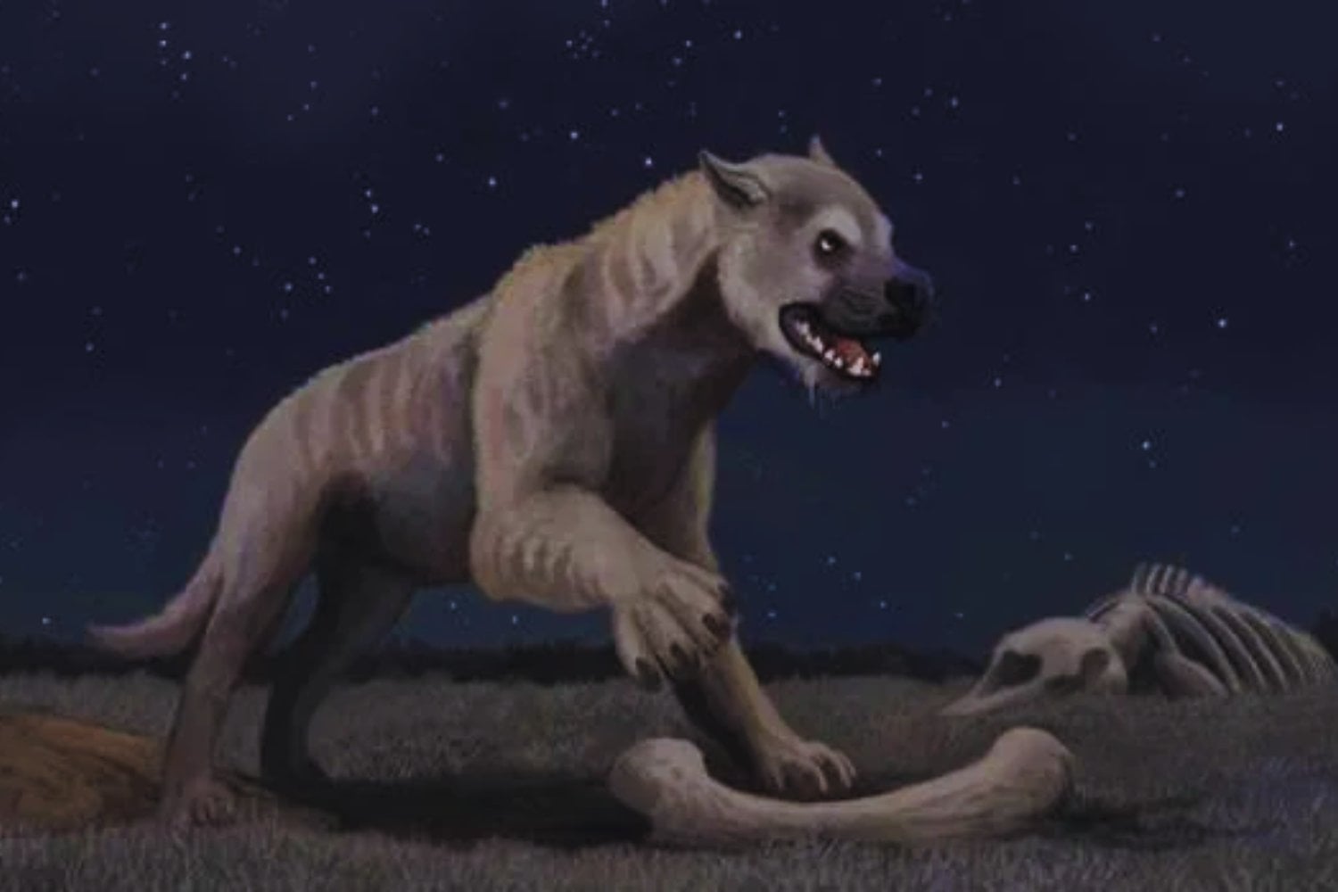 El enigma perdido de los perros tritura huesos: los depredadores que dominaron América y no lograron sobrevivir