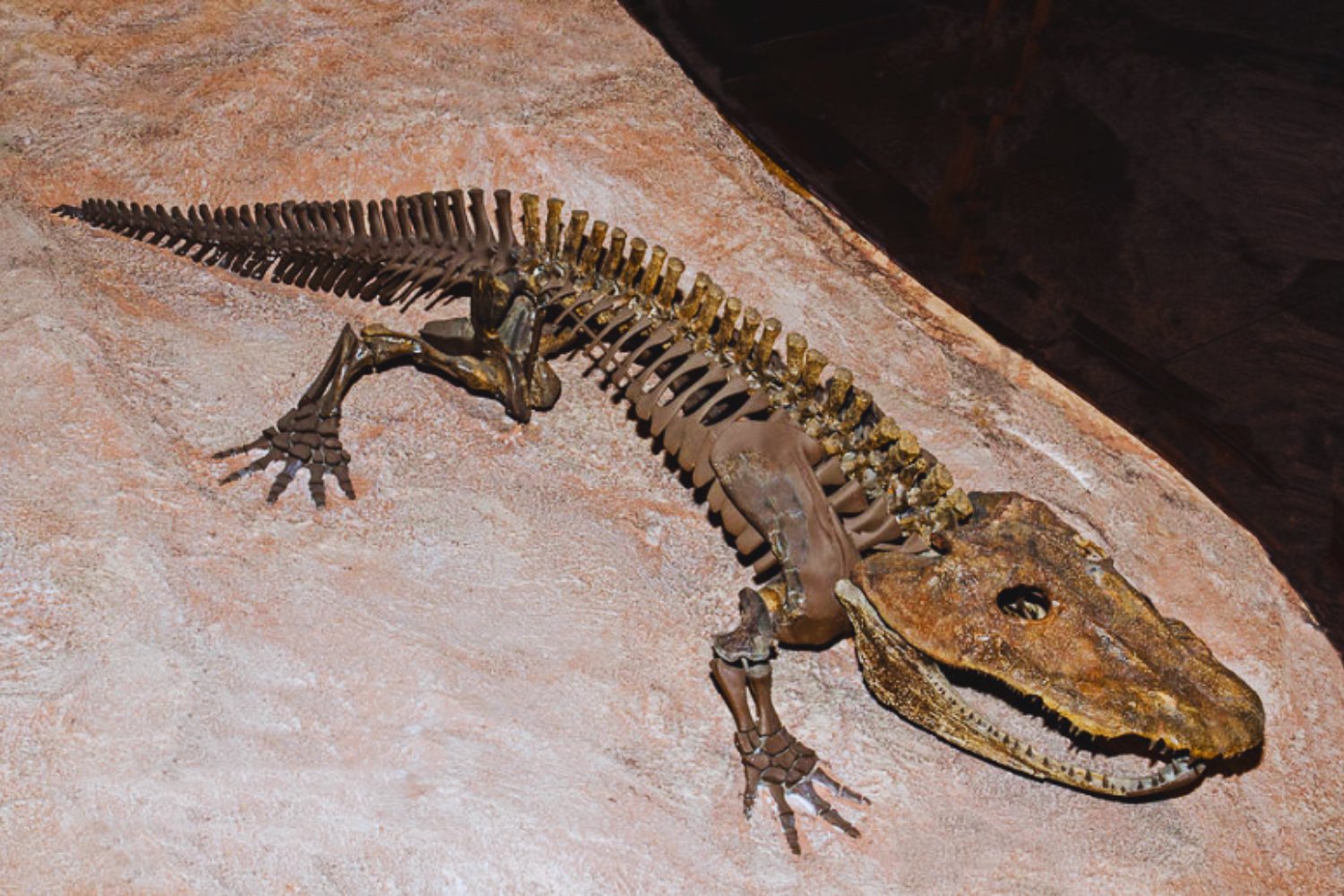 Tormenta en Texas revela el cráneo de un depredador que gobernó la Tierra mucho antes de los dinosaurios