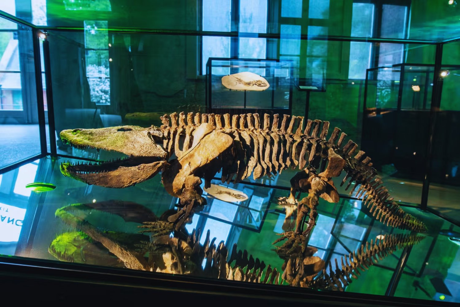 Tormenta en Texas revela el cráneo de un depredador que gobernó la Tierra mucho antes de los dinosaurios