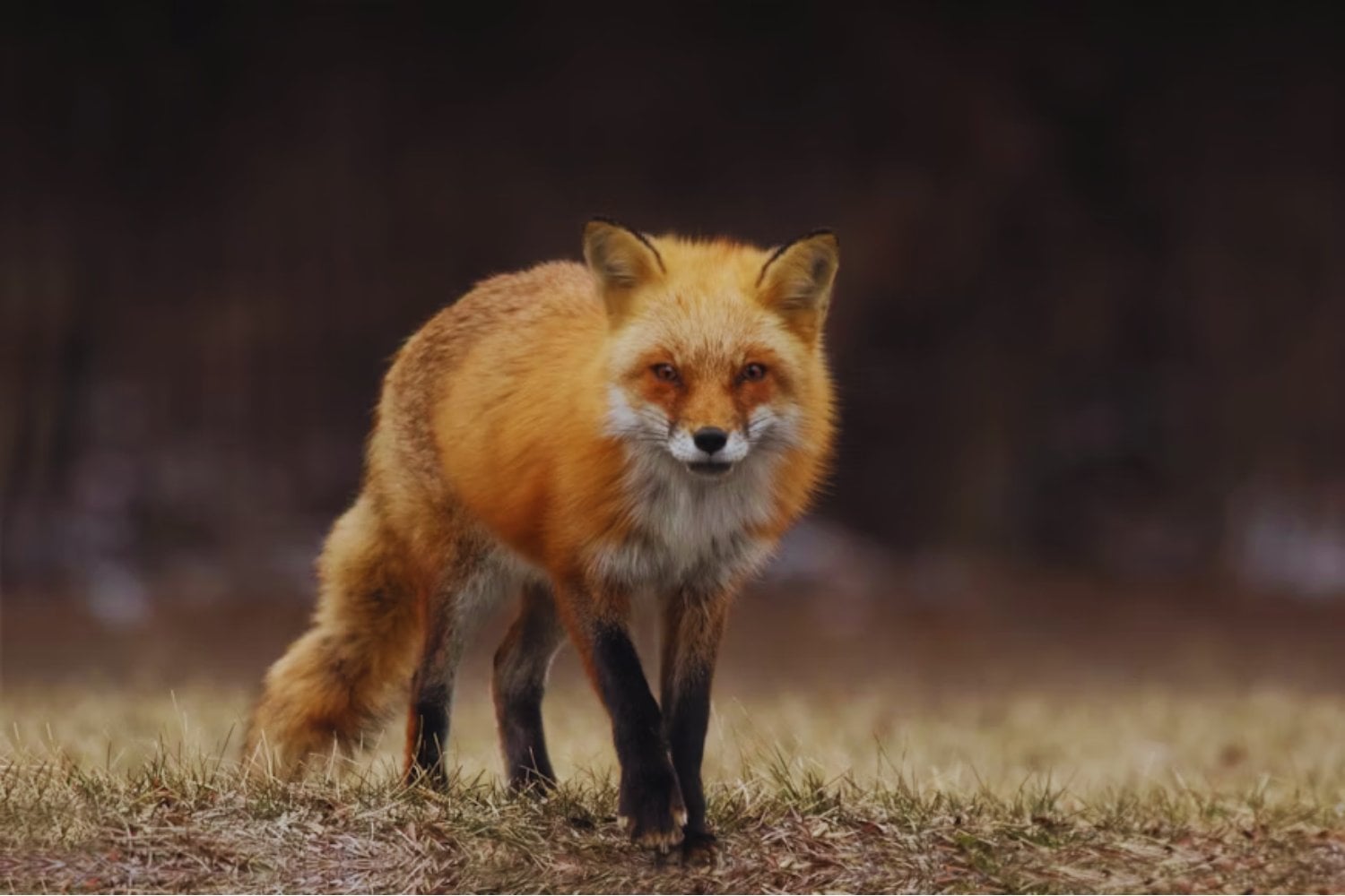 El experimento soviético que intentó domesticar zorros y cómo podría estar repitiéndose sin querer