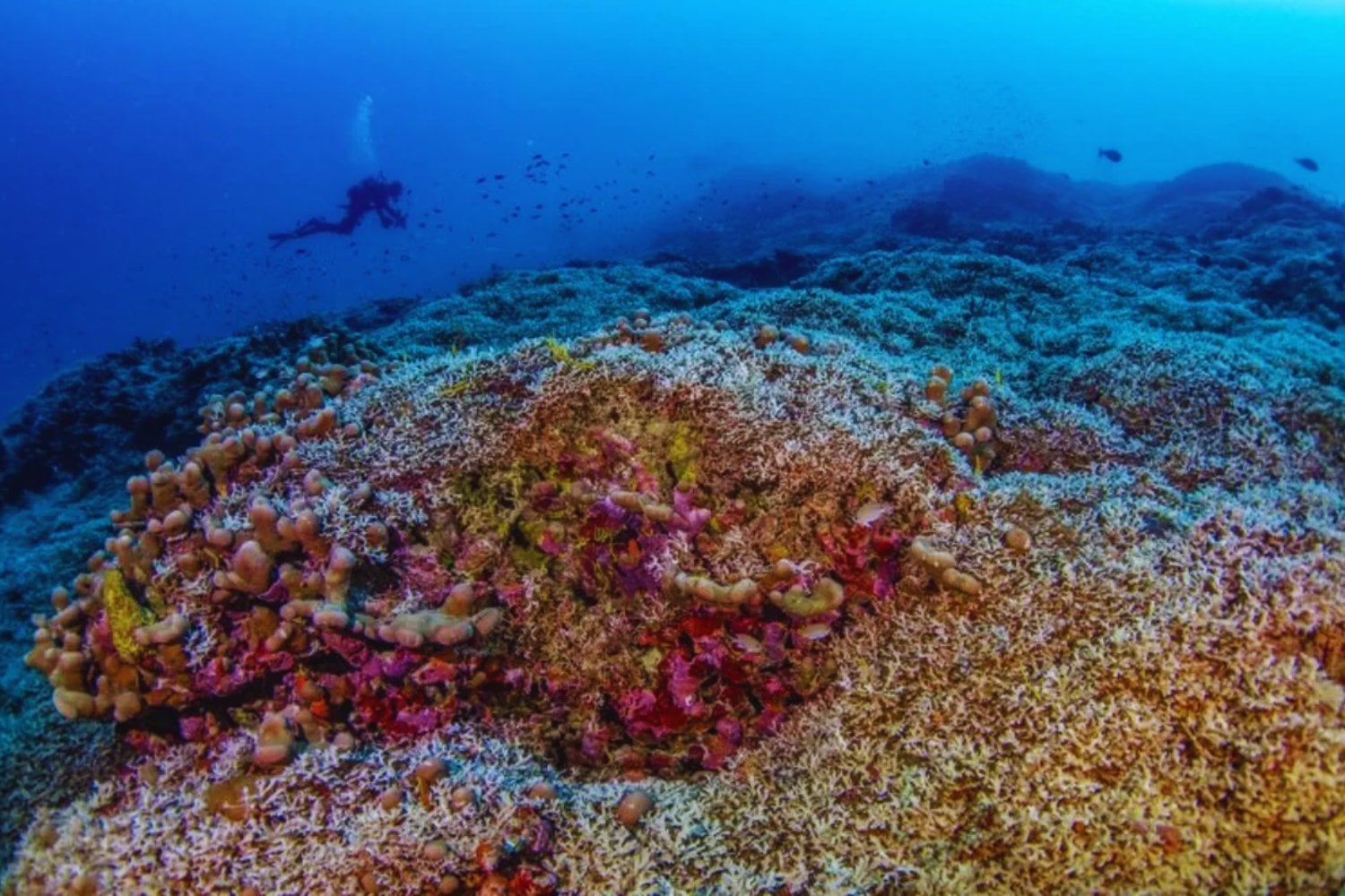Descubren en el Pacífico un gigante del océano que desafía todo lo que creíamos saber sobre la vida marina