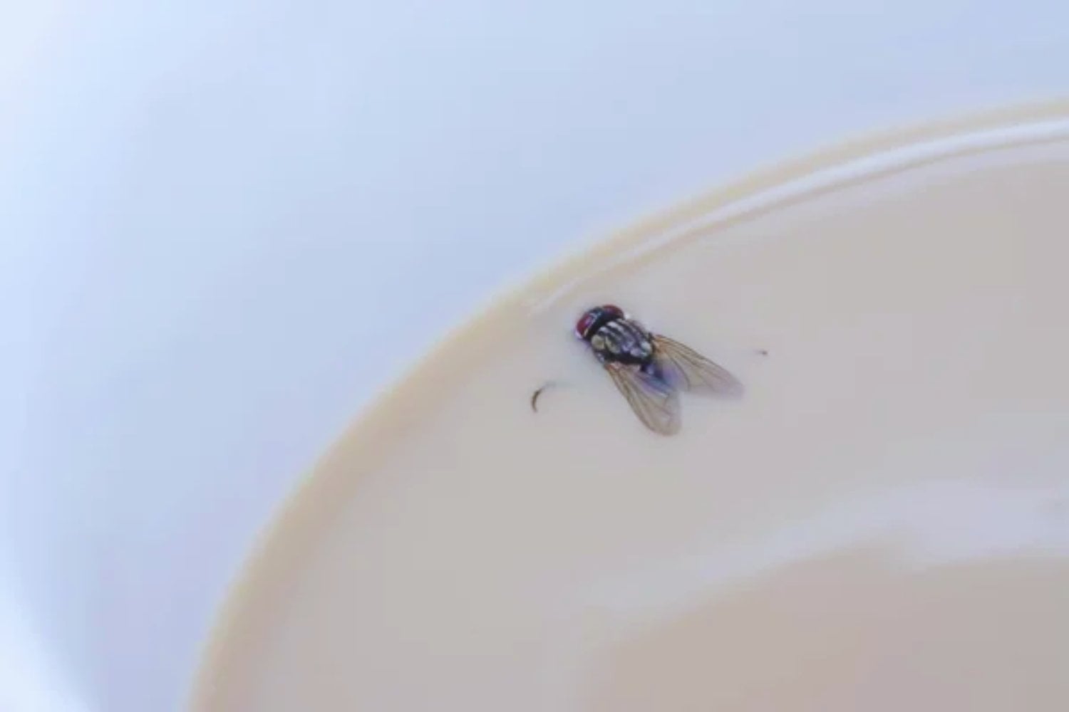 No es solo insomnio: el sorprendente efecto del café nocturno que descubrieron gracias a unas moscas