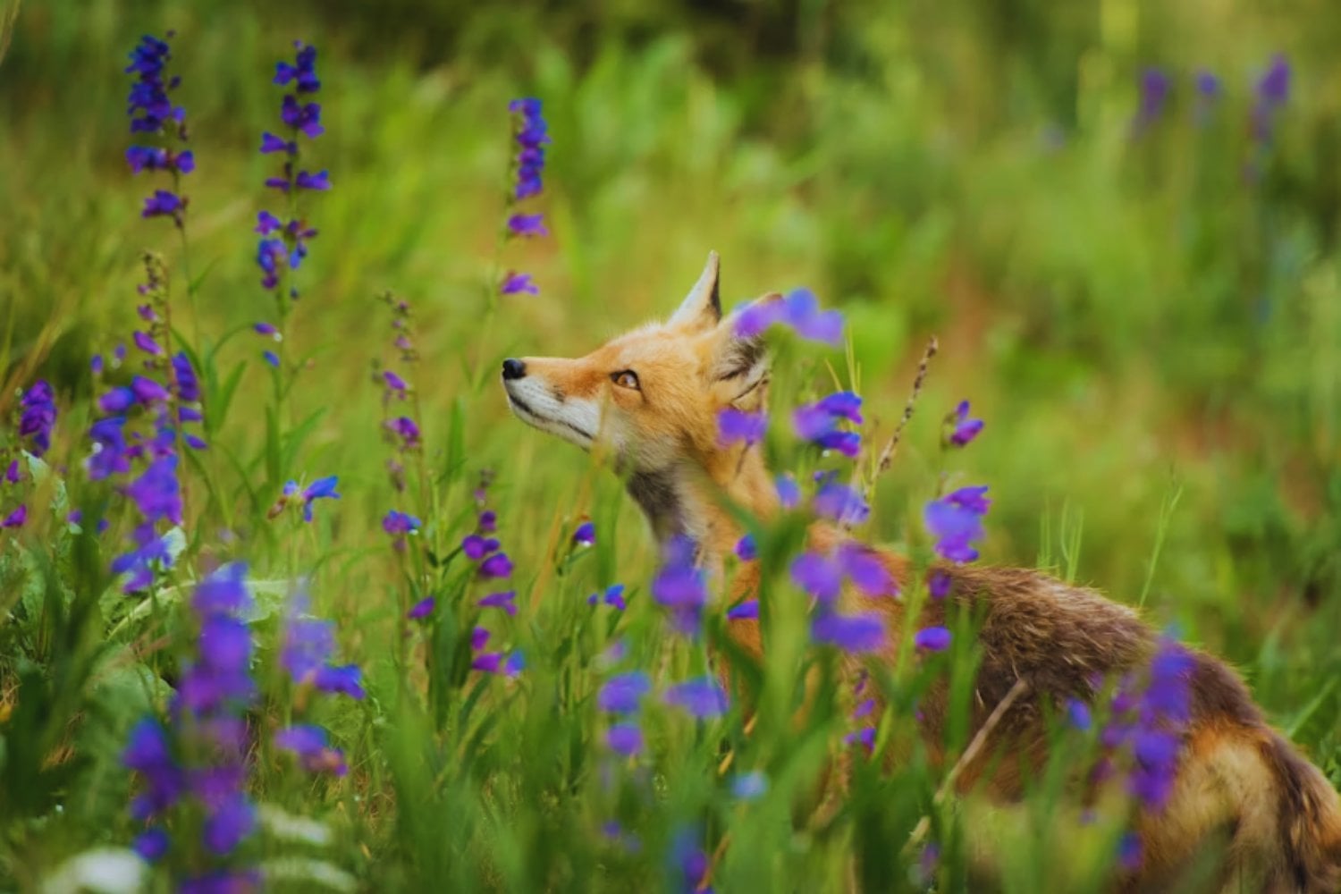 El experimento soviético que intentó domesticar zorros y cómo podría estar repitiéndose sin querer