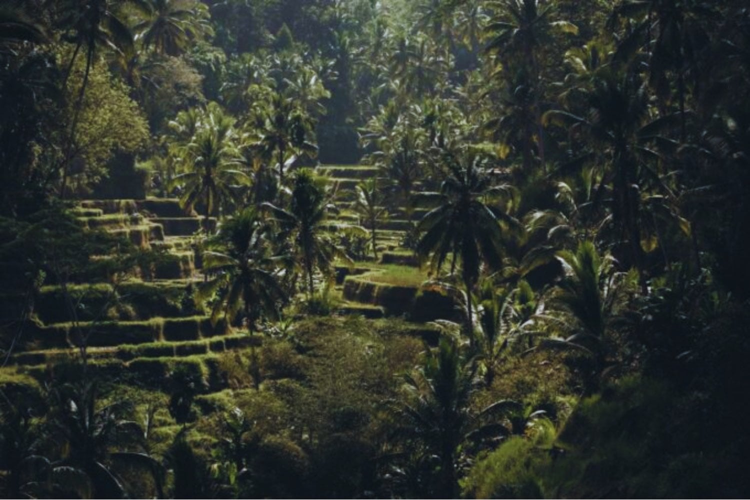 Un fuerte invisible durante 5.000 años emerge gracias a un “escáner de luz” desde el cielo