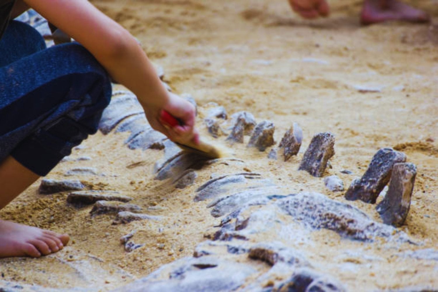 El descubrimiento arqueológico del siglo: un fósil en Australia reescribe la historia de los dinosaurios