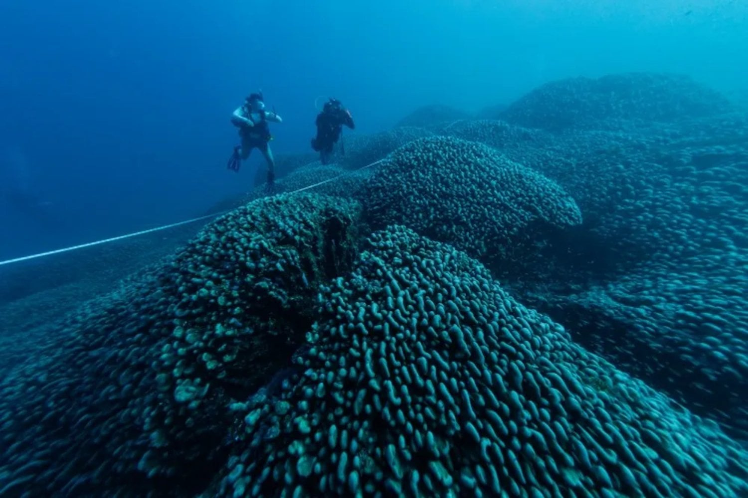 Descubren en el Pacífico un gigante del océano que desafía todo lo que creíamos saber sobre la vida marina