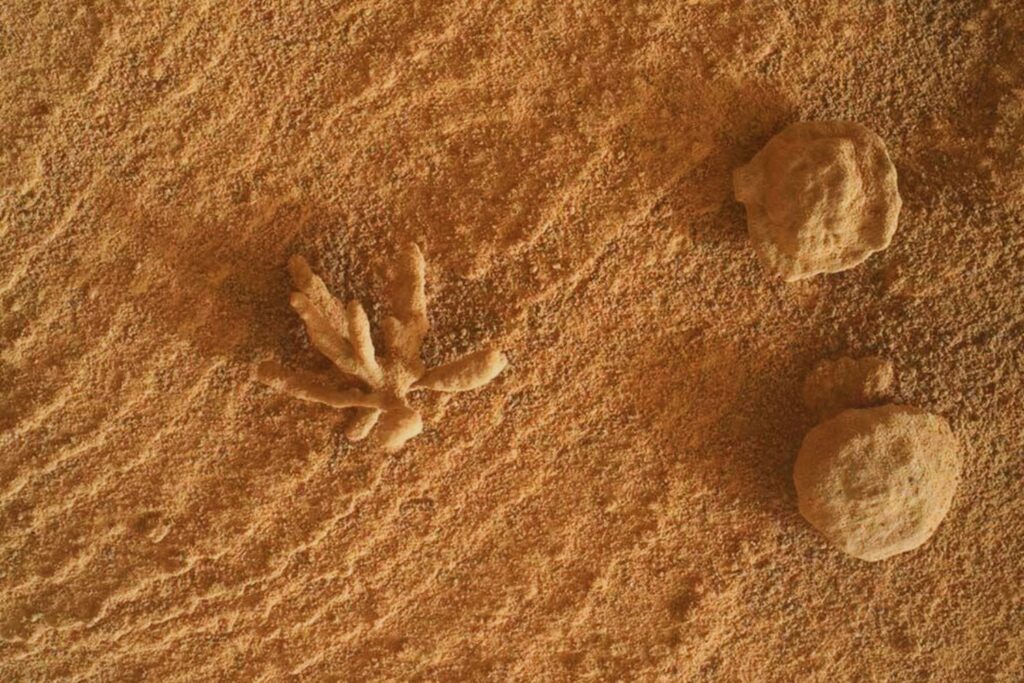 Una extraña “joya” marciana intriga a la NASA: el coral que no crece en mares