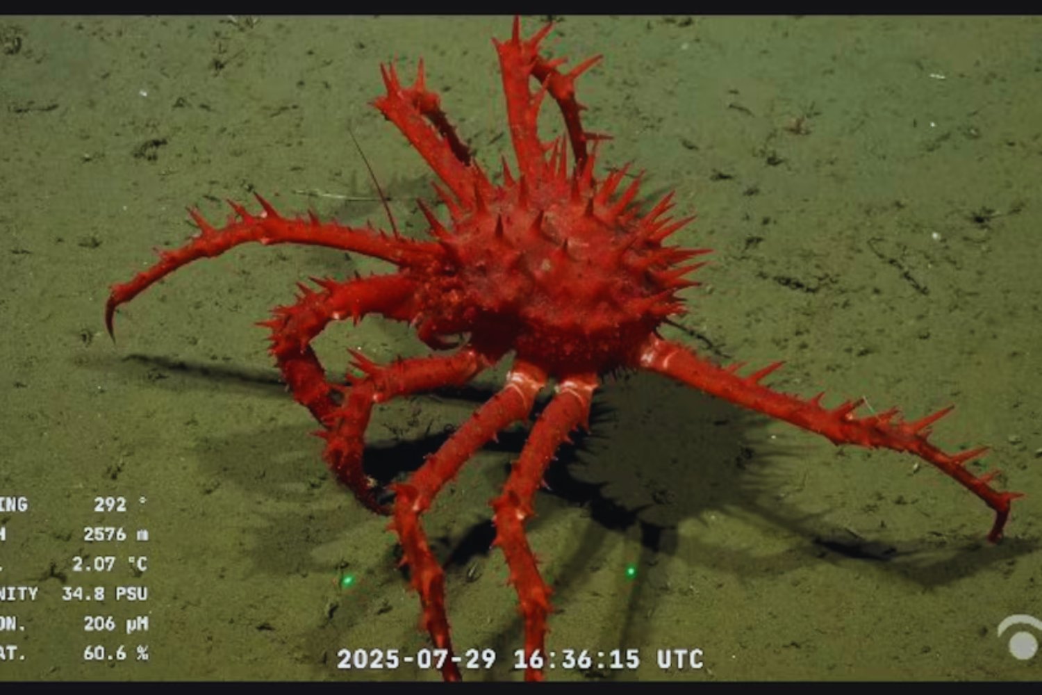 Un viaje inesperado al fondo del Mar Argentino: la misión que revela un mundo oculto a casi 4.000 metros